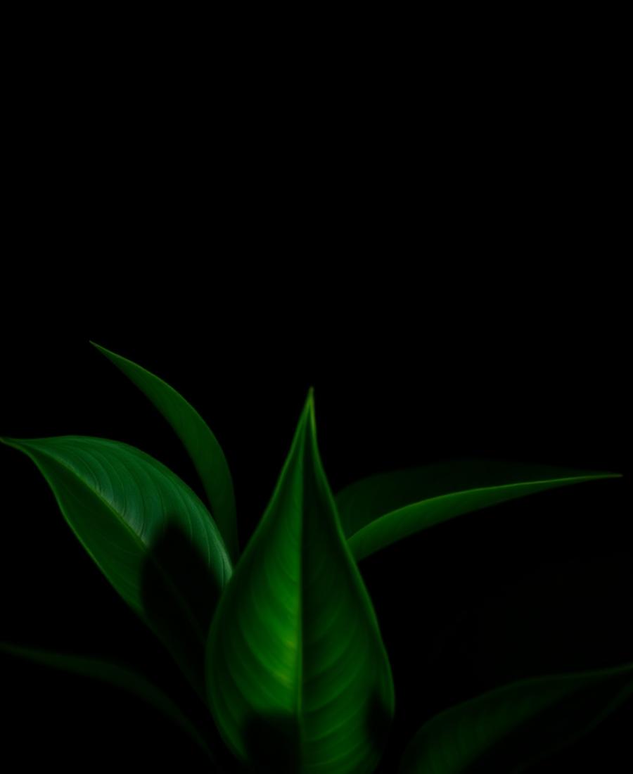 Fotografie botanică întunecată cu frunze verzi pentru Faunus Plant